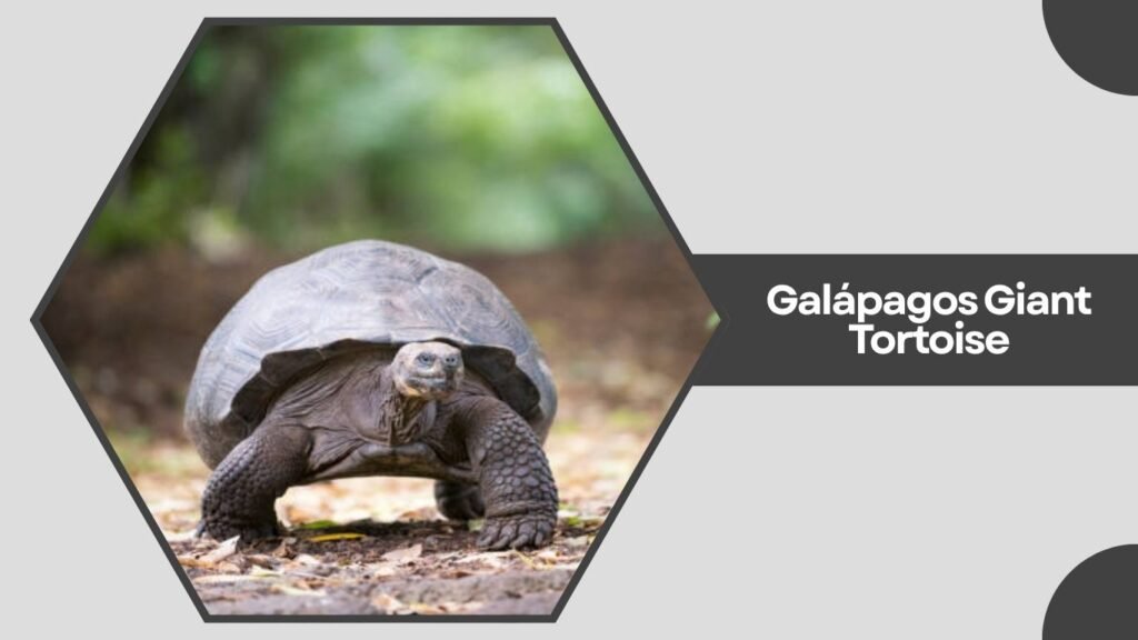 Galápagos Giant Tortoise