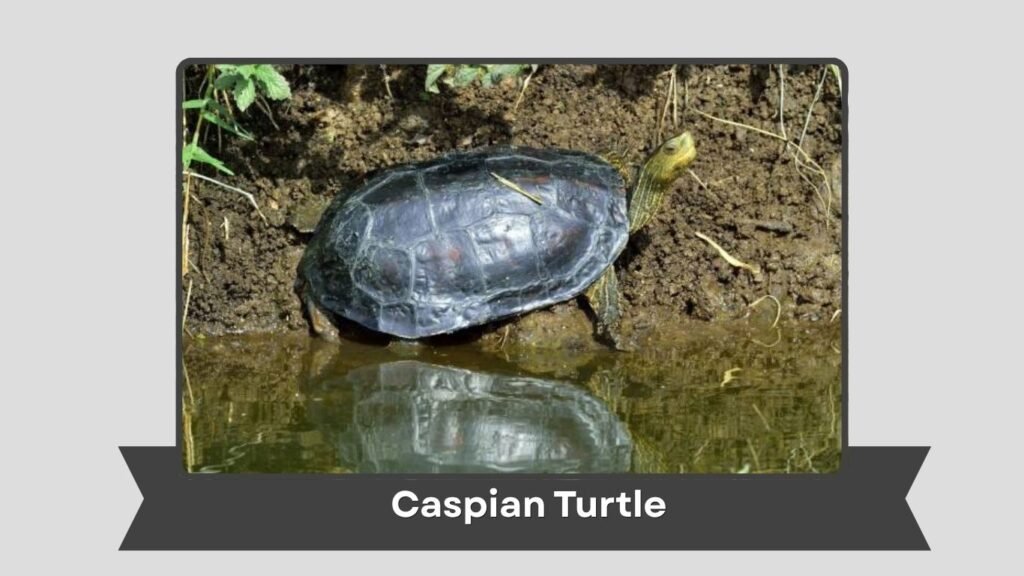 Caspian Turtle