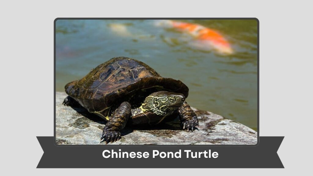  Chinese Pond Turtle
