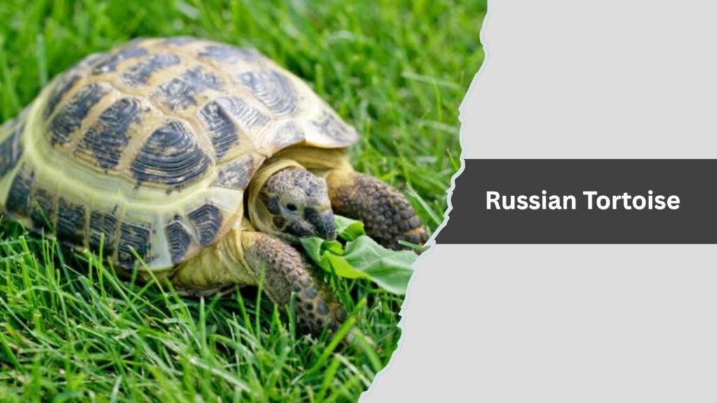 Russian Tortoise