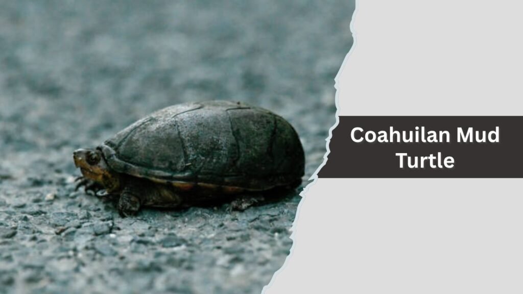 Coahuilan Mud Turtle