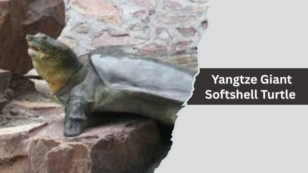 Yangtze Giant Softshell Turtle