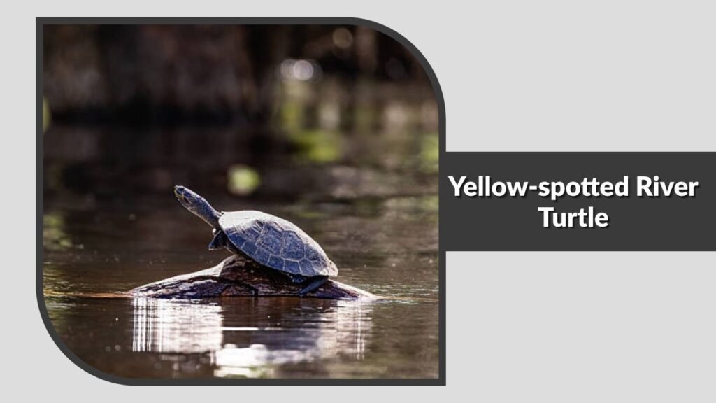 Yellow-spotted River Turtle