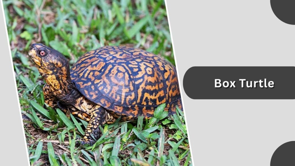 Box Turtle