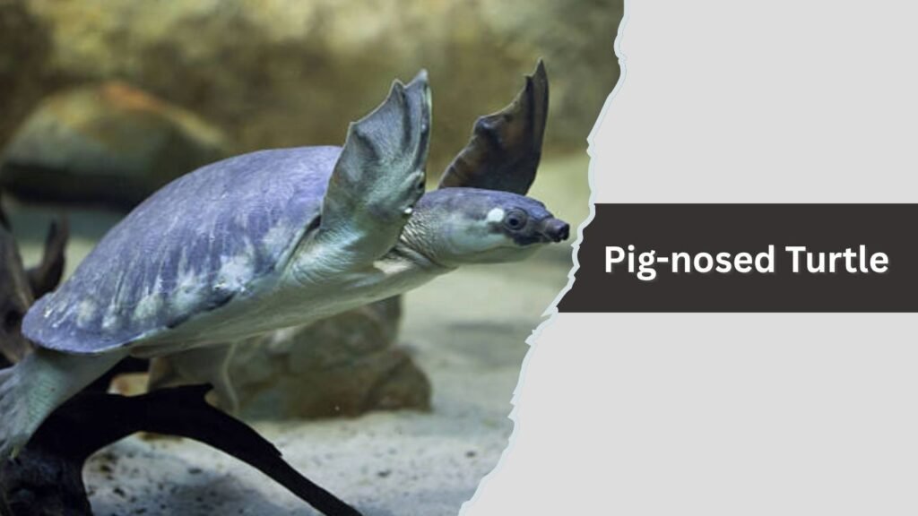 Pig-nosed Turtle