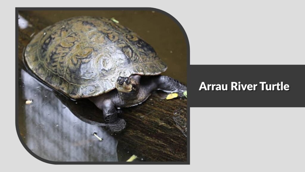 Arrau River Turtle