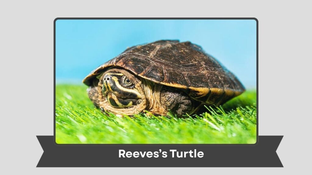 Reeves’s Turtle