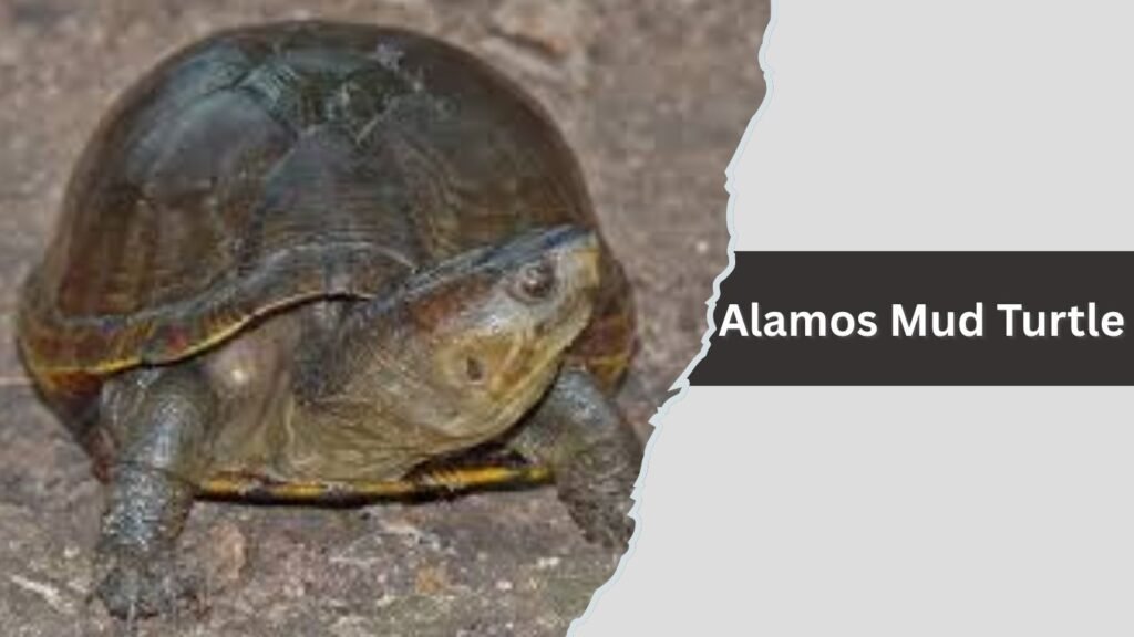 Alamos Mud Turtle