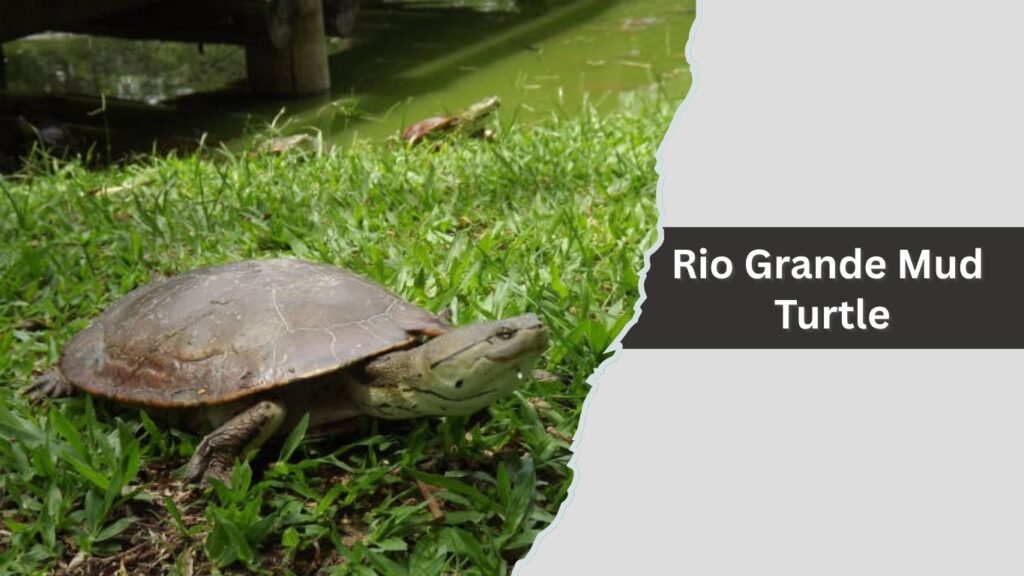Rio Grande Mud Turtle
