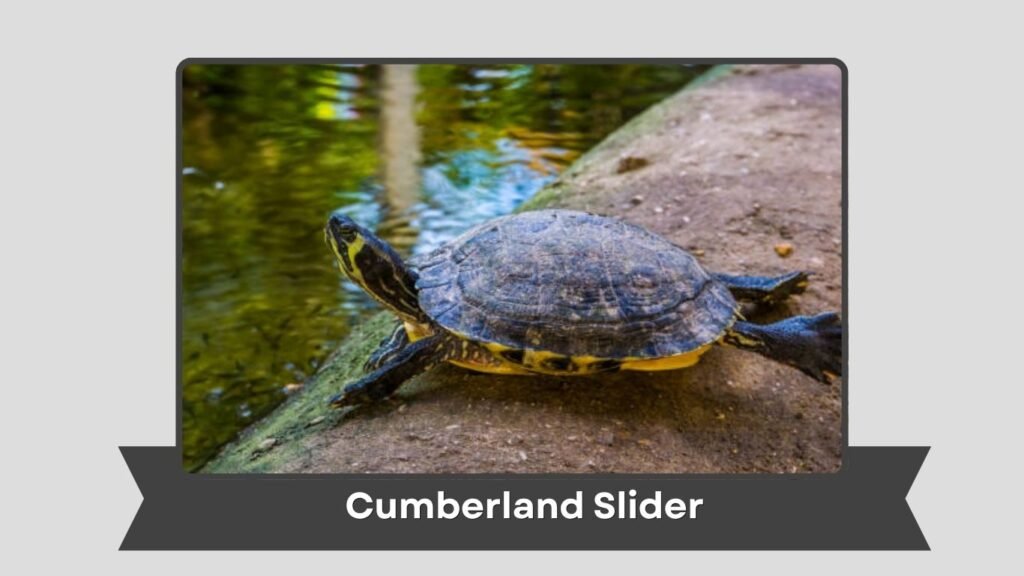 Cumberland Slider