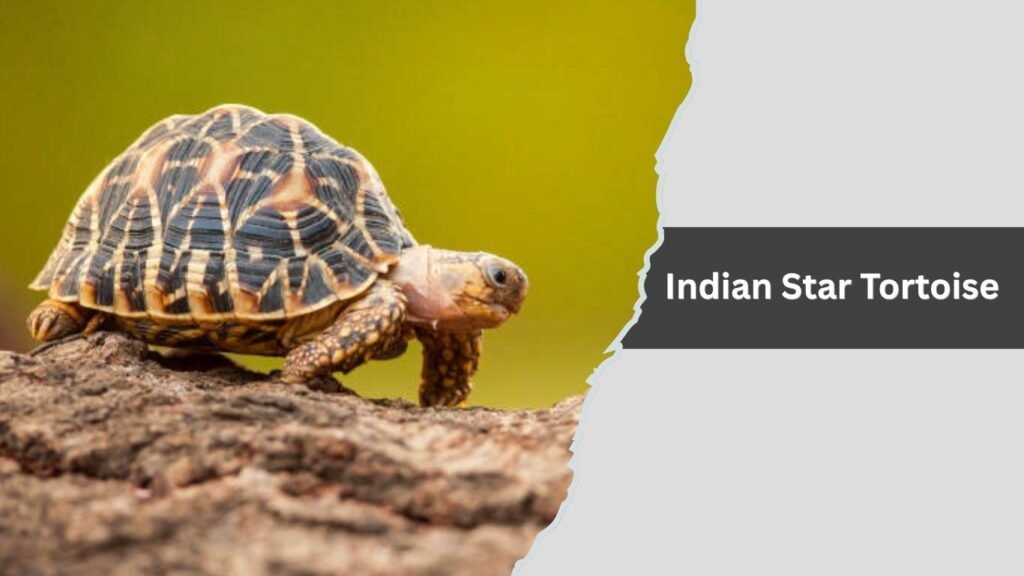  Indian Star Tortoise