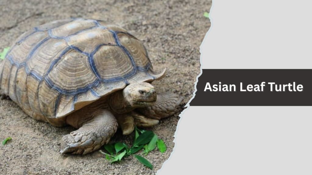 1. Asian Leaf Turtle