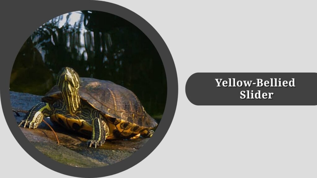 Yellow-Bellied Slider