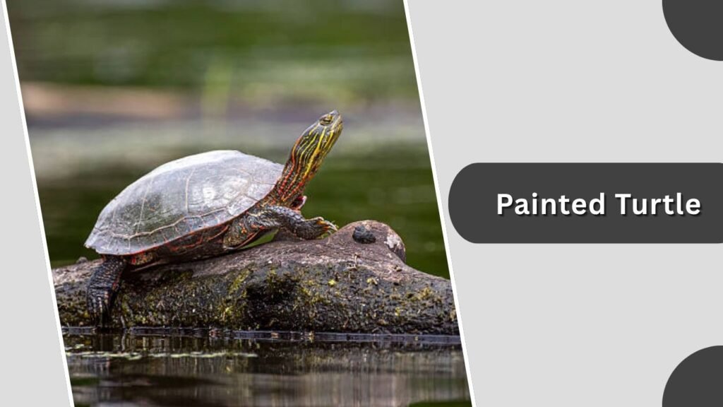 Painted Turtle