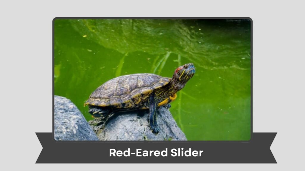 Red-Eared Slider