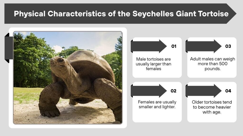 Physical Characteristics of the Seychelles Giant Tortoise