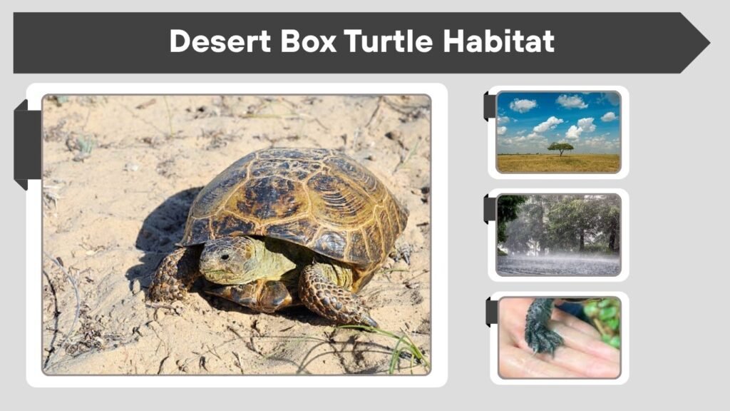 Desert Box Turtle Habitat