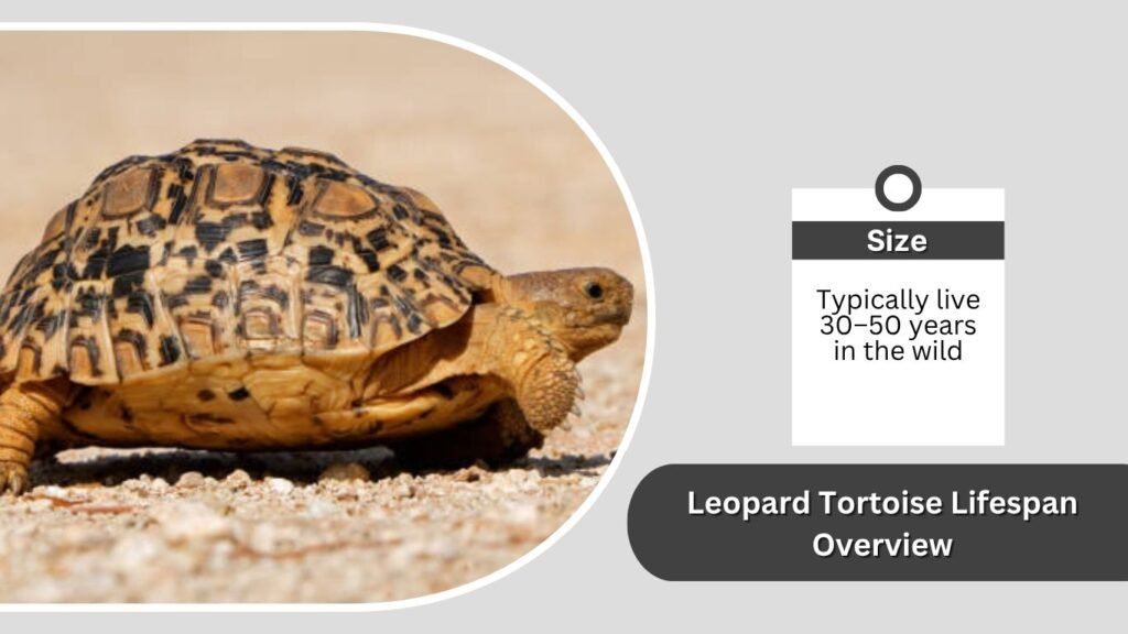 Leopard Tortoise Lifespan Overview
