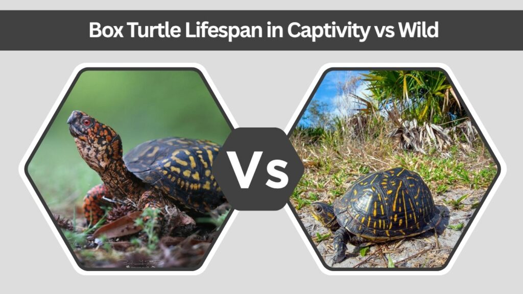 Box Turtle Lifespan in Captivity vs Wild