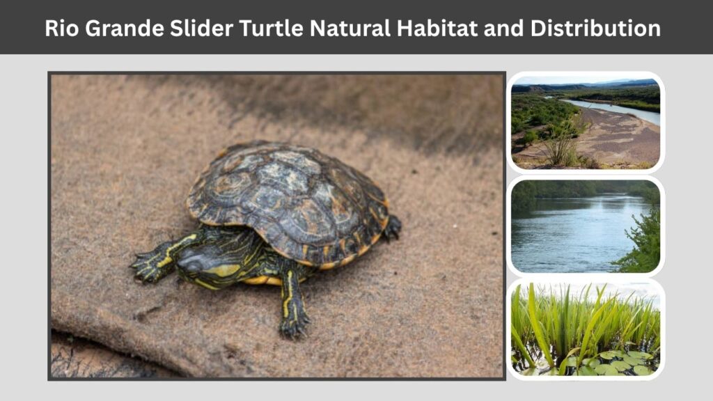 Rio Grande Slider Turtle Natural Habitat and Distribution