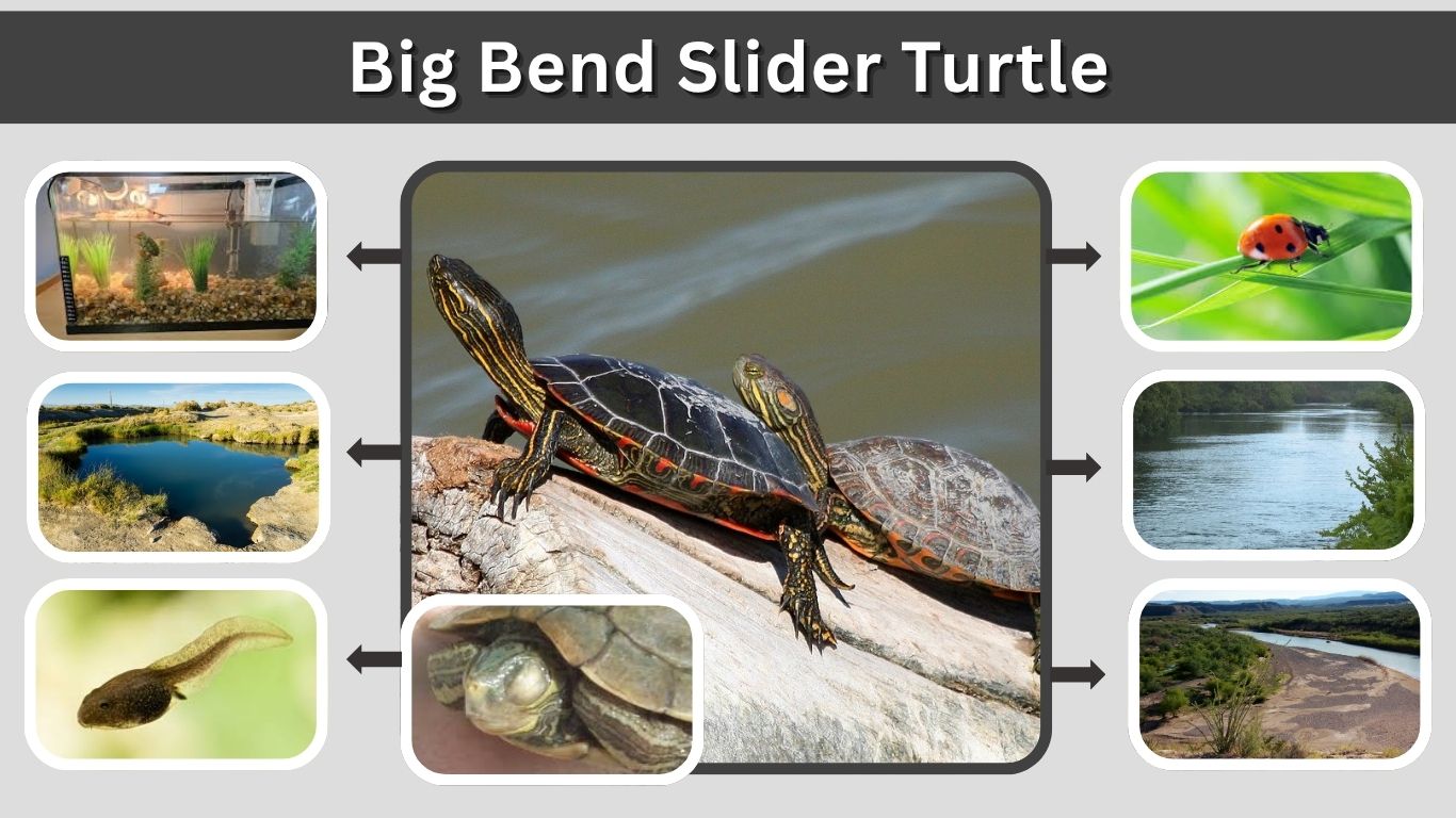 Big Bend Slider Turtle Care, Diet and Habitat Guide