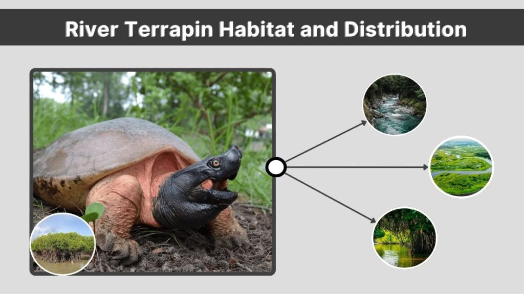 River Terrapin Habitat and Distribution