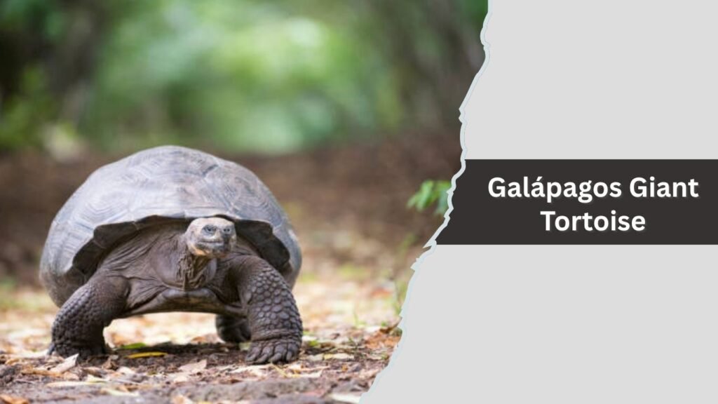 Galápagos Giant Tortoise