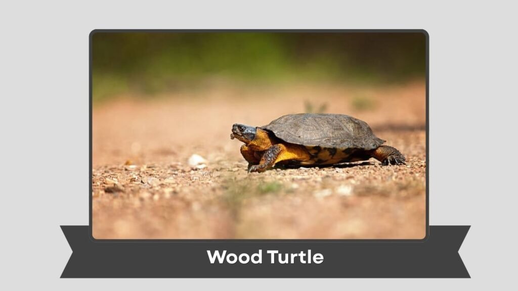  Wood Turtle