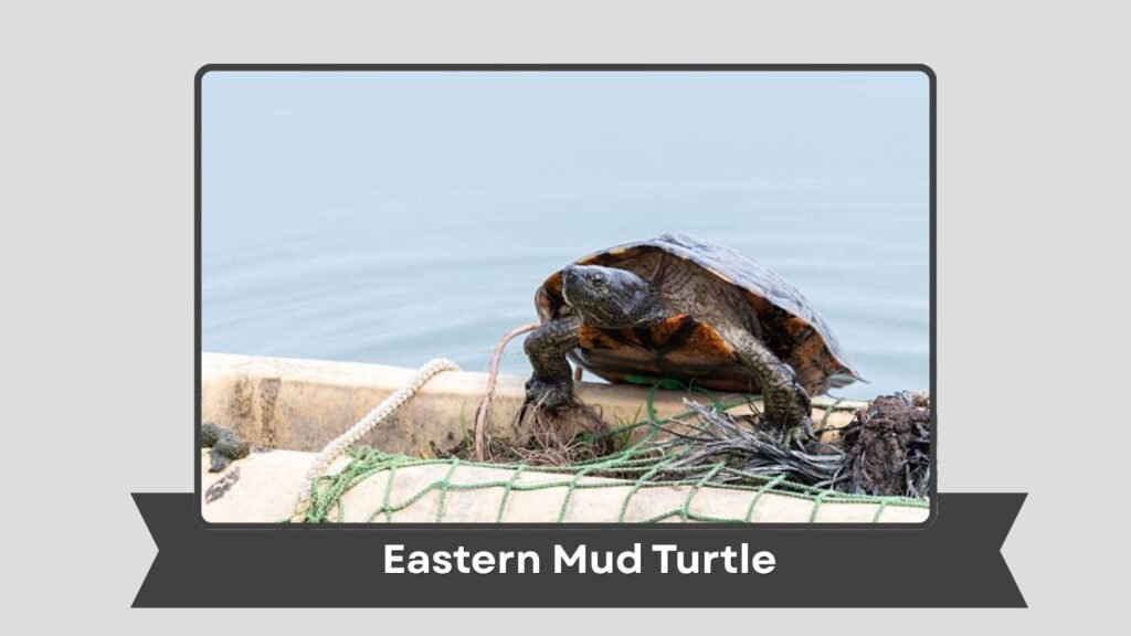 Eastern Mud Turtle