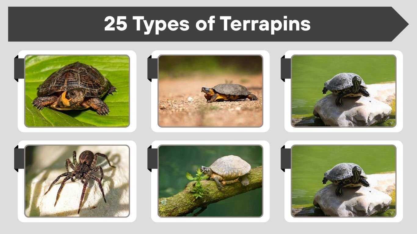 25 Types of Terrapins: Identification With Pictures and Facts