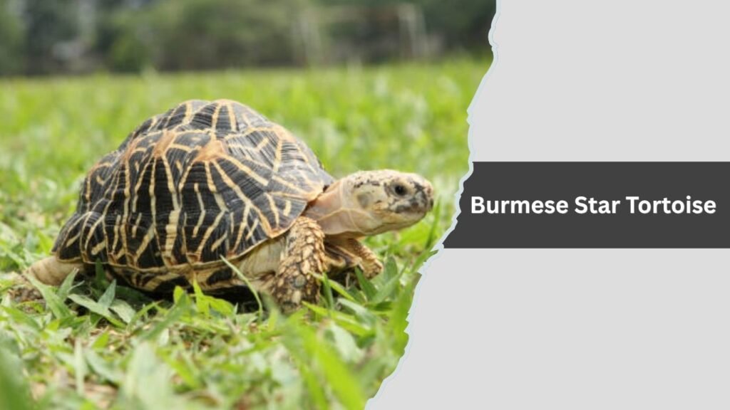 Burmese Star Tortoise