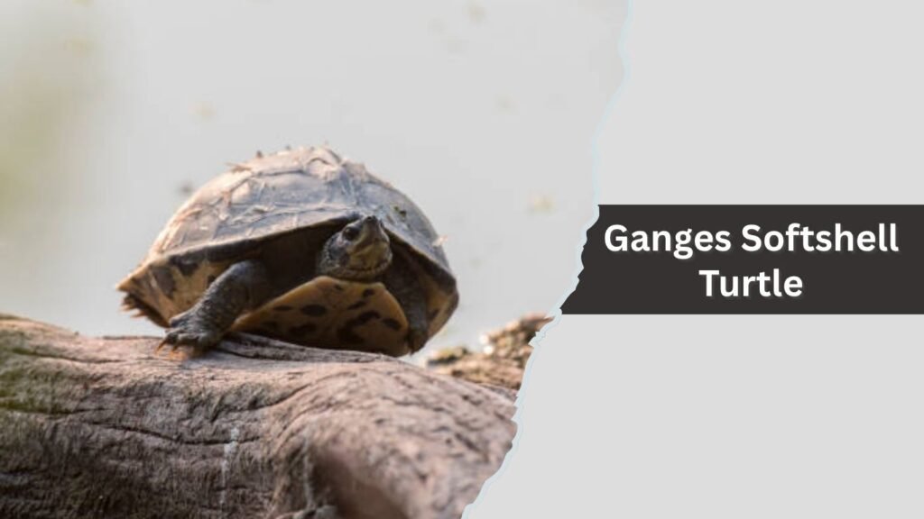 Ganges Softshell Turtle