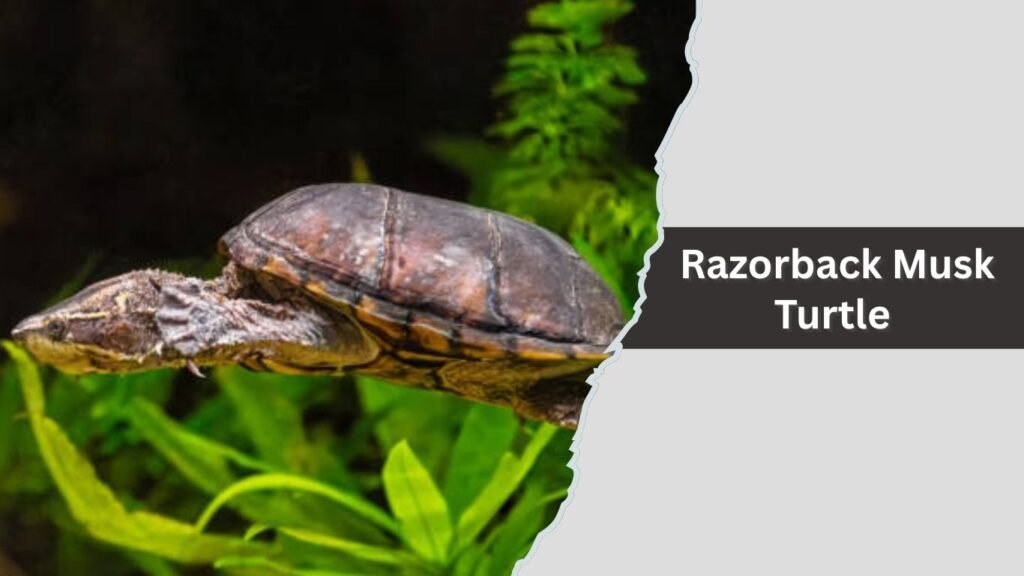 Razorback Musk Turtle