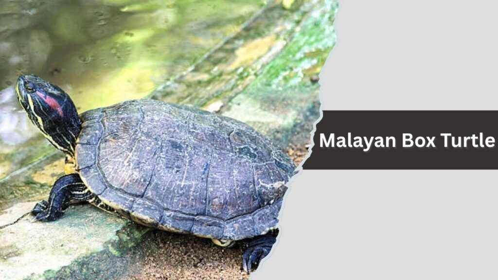 Malayan Box Turtle
