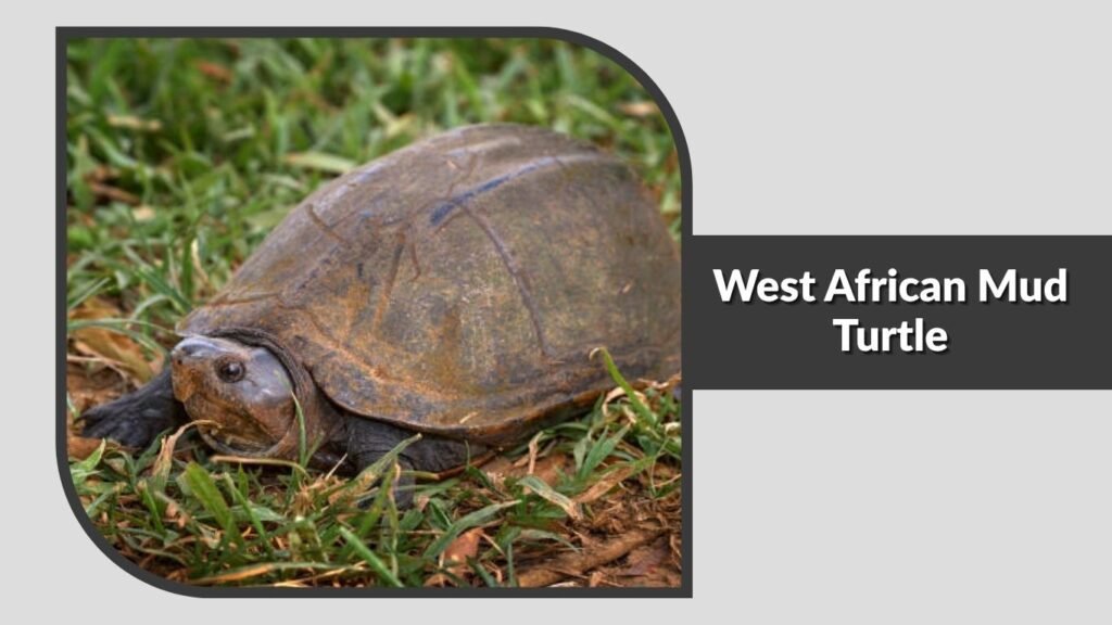 West African Mud Turtle