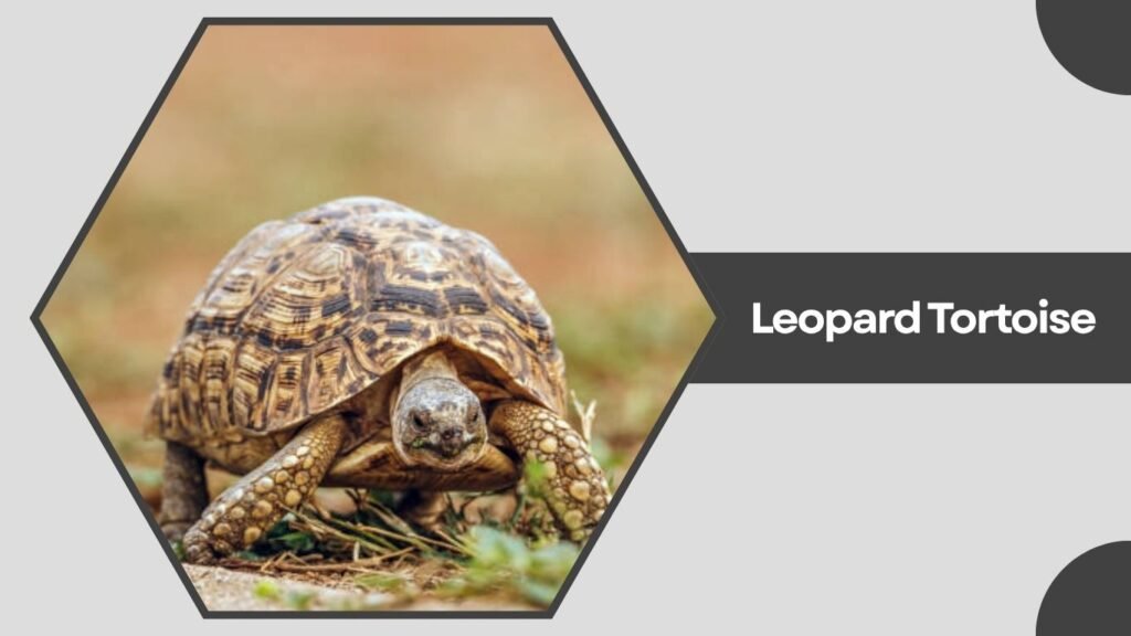 Leopard Tortoise