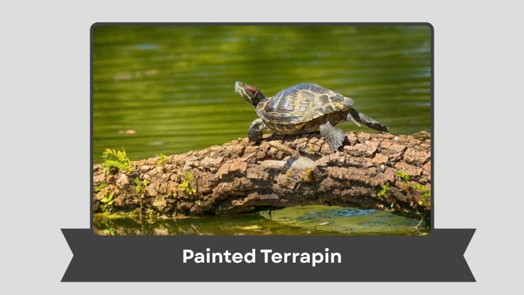 Painted Terrapin