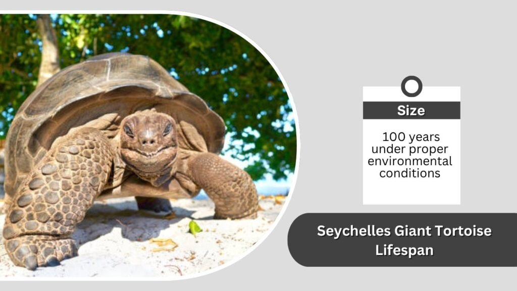 Seychelles Giant Tortoise Lifespan