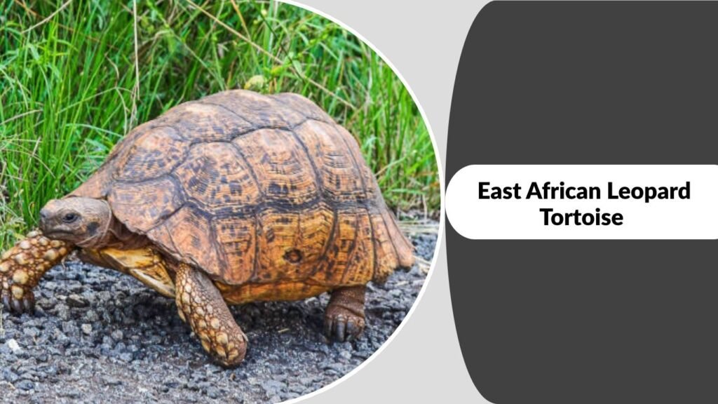 East African Leopard Tortoise