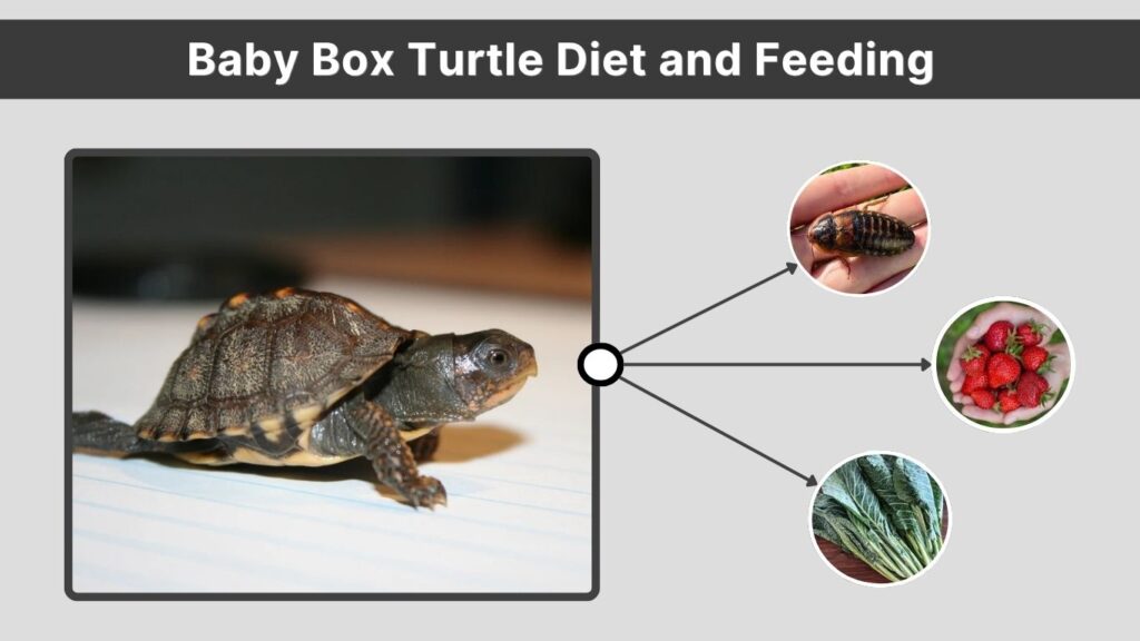 Baby Box Turtle Diet and Feeding