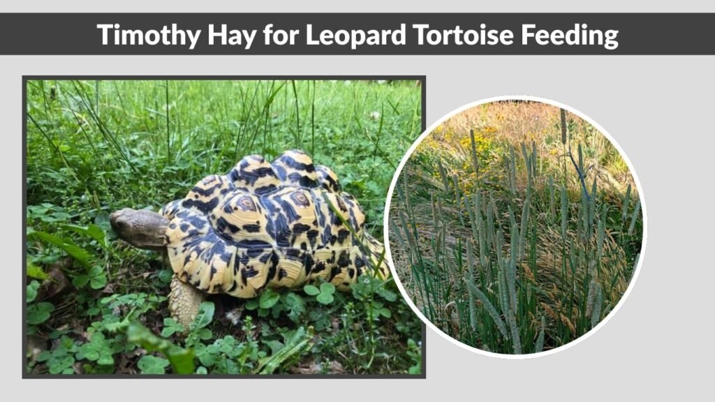 Timothy Hay for Leopard Tortoise Feeding