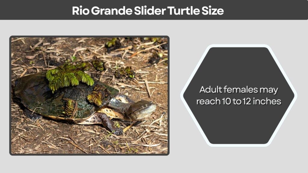 Rio Grande Slider Turtle Size