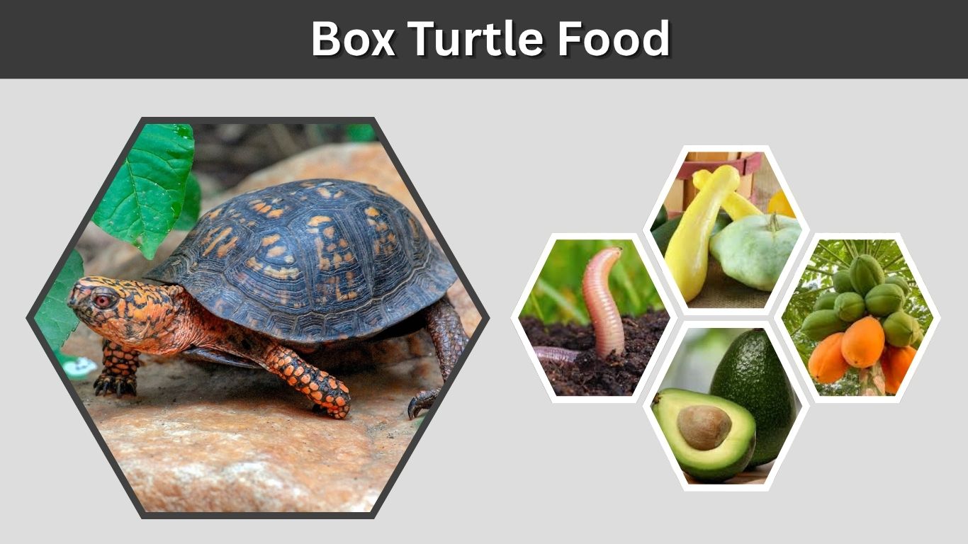 Box Turtle Food Guide: Best Diet for Healthy Turtles