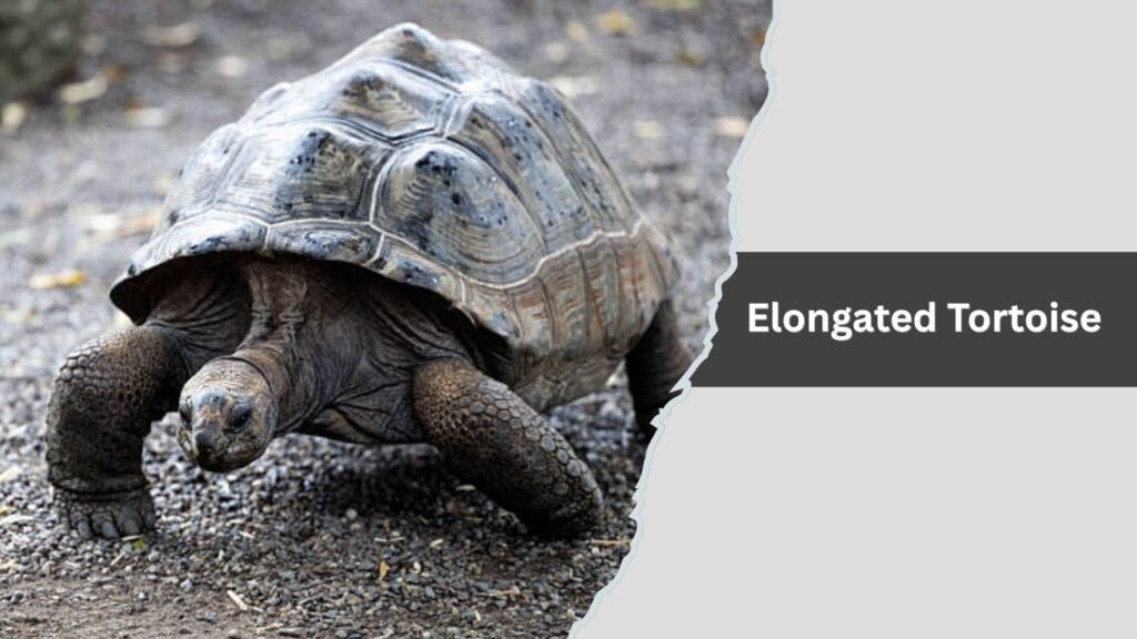 Elongated Tortoise
