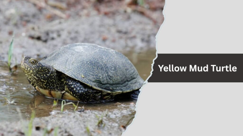 Yellow Mud Turtle