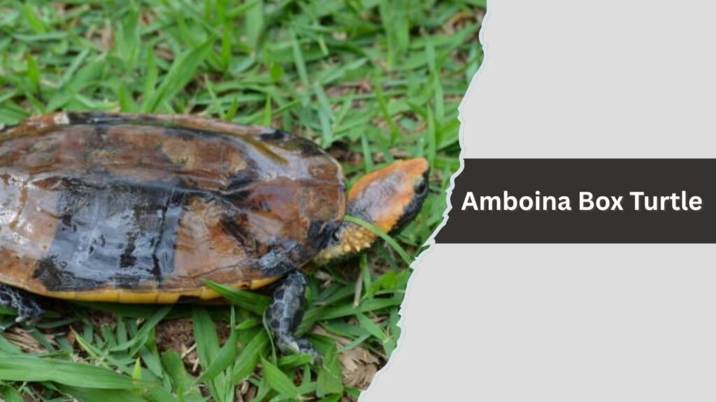 Amboina Box Turtle