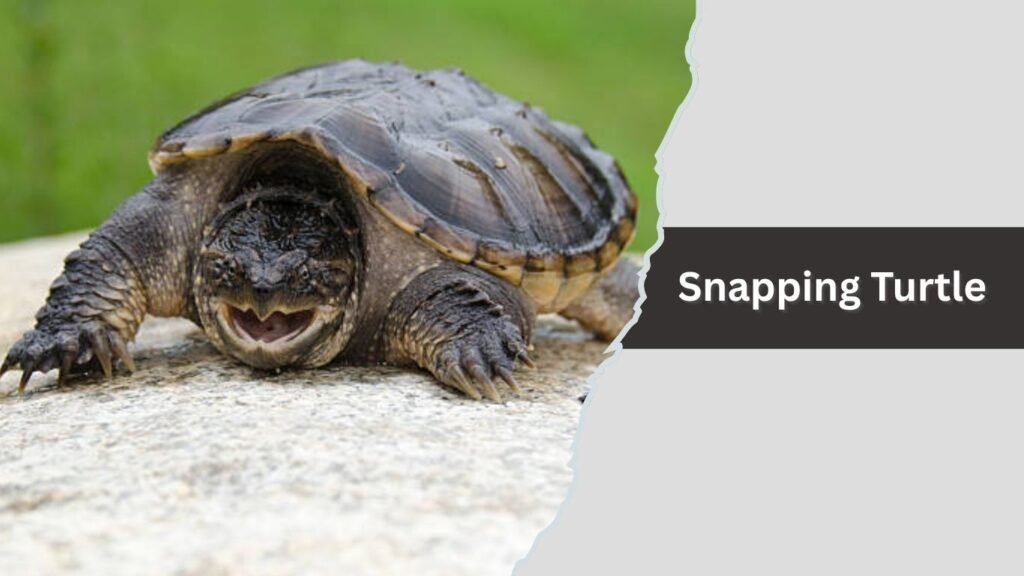  Snapping Turtle
