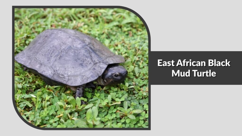  East African Black Mud Turtle
