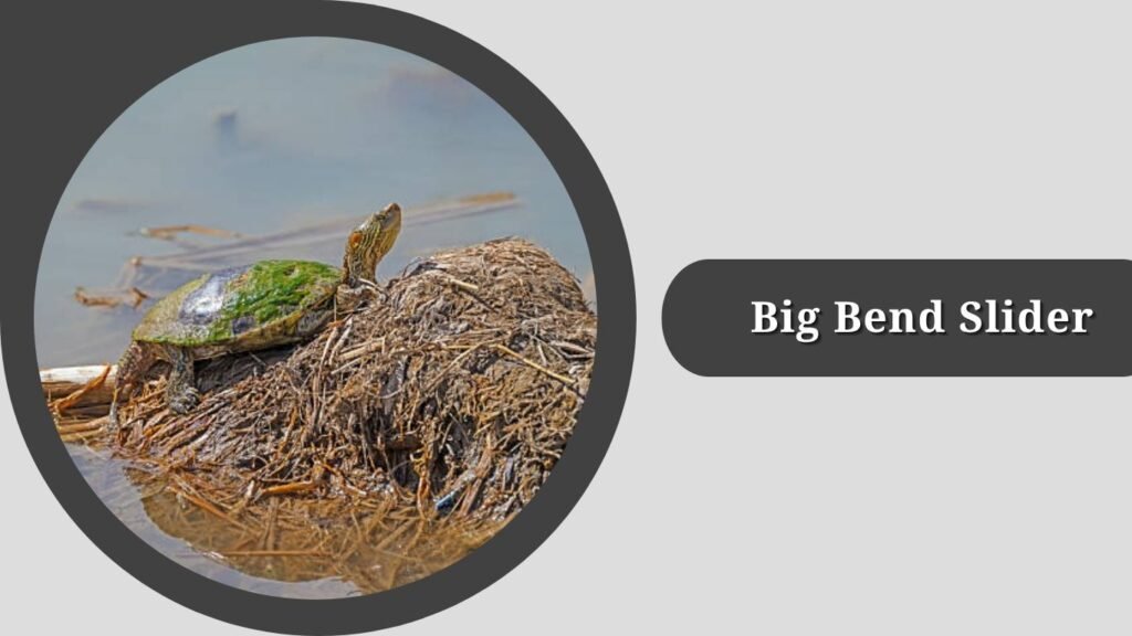 Big Bend Slider