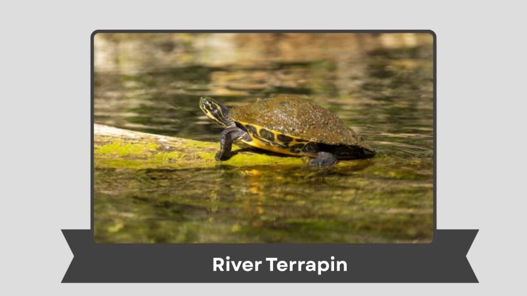 River Terrapin
